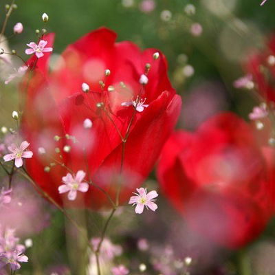 Анна Счастливцева