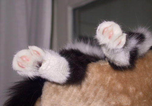 Анна Куликова