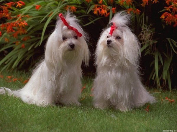 Елена Безрученко