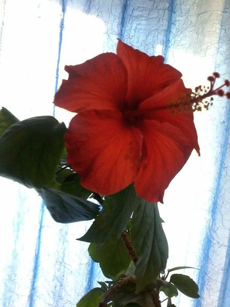 Маншук **********