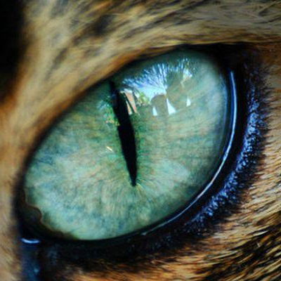 Дашулька Василенко