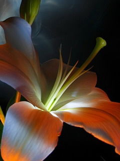 Мария Тахмозян