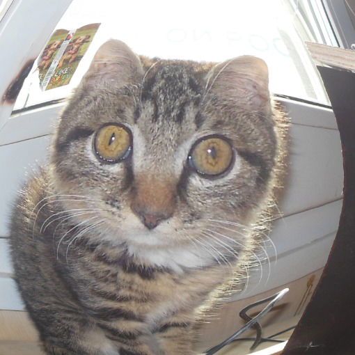 Кизилев Роман