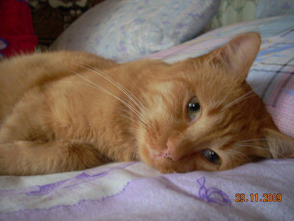 Алексей Грабовецкий