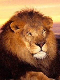 Виктор Костюченко