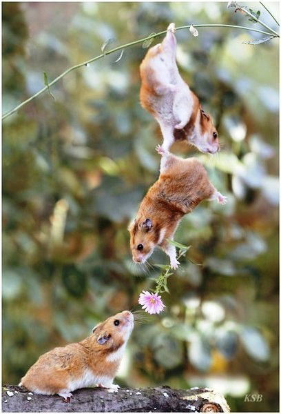 Данил Черкашин