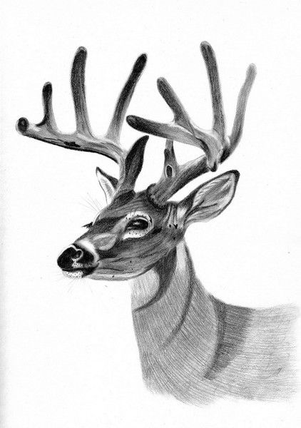 Татьяна Богдашова