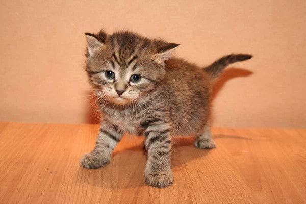 Богдан Шмидт