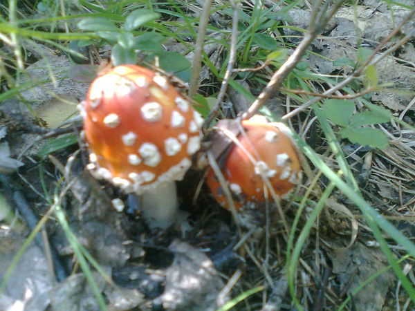 Татьяна Борисова