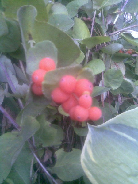 Александр Ермилов