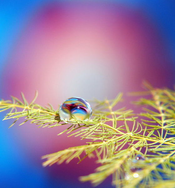 Капелька Дождя