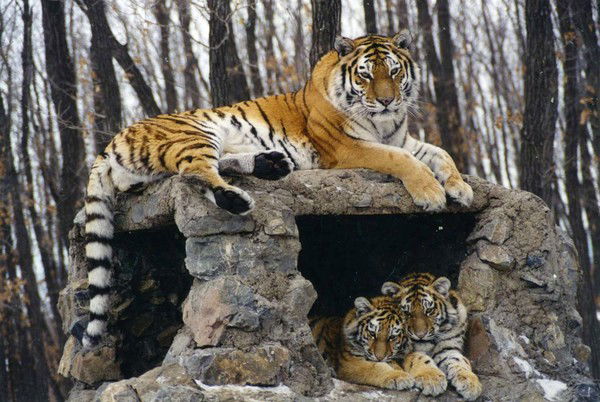 Марья Сергевна