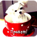 Нет Тоже Нет