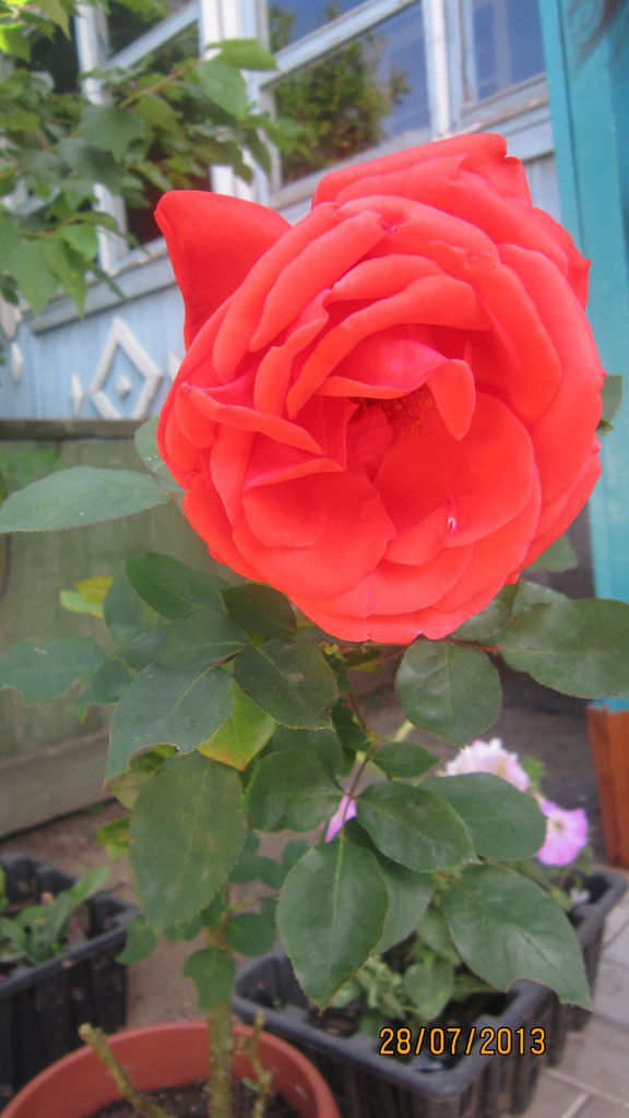 Незнакомка