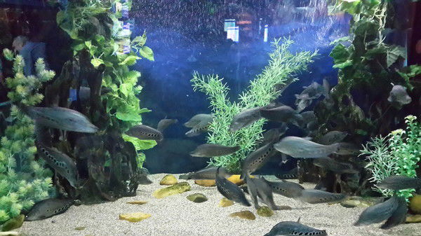 Кохан Татьяна