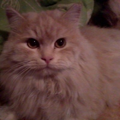 София Мауланова