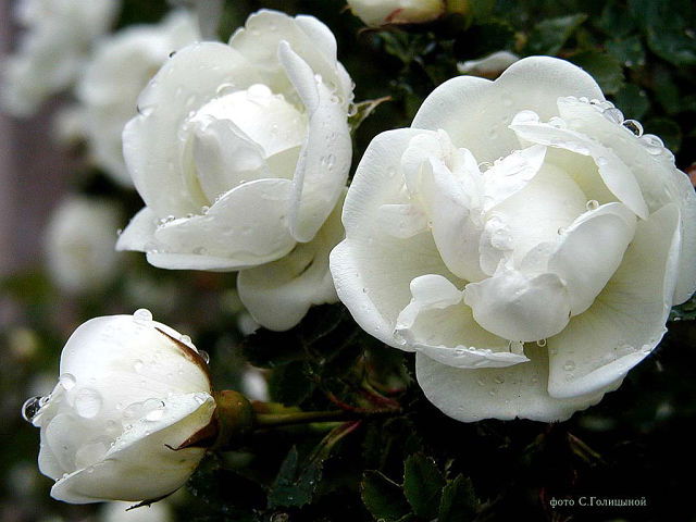 Ваня Сидоров