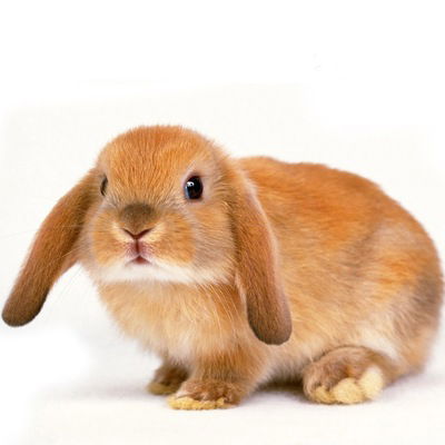 Дима Никитин