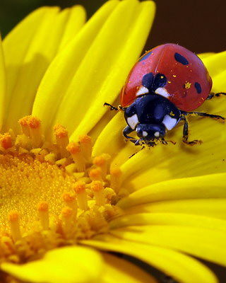 Нина Савиных