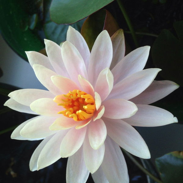 Анна Сомова