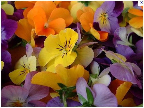 Мария Терра