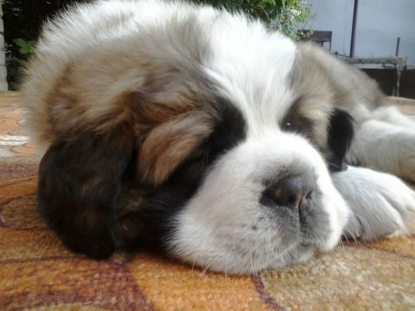 Татьяна Пан