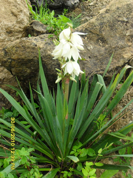 Юлия Вахрамеева