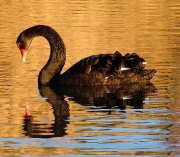 Поводырева Ольга