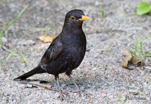 Саня Дроздов