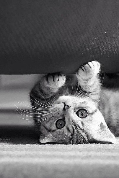 Ксеничка ***