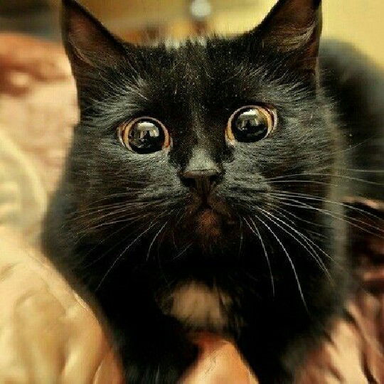 Максим Швец