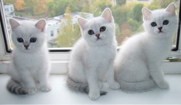 Пётр Трубачёв