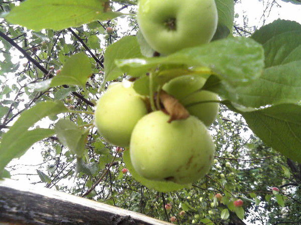 Чулпан Закирьянова