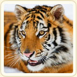 Таслия Муртазина