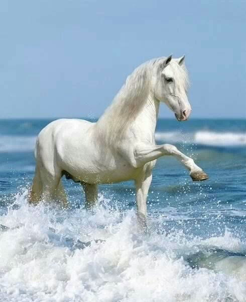 Жандос Сагимбаев