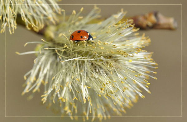 Алексей Шмалько