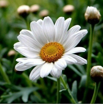 Наталина Малкина