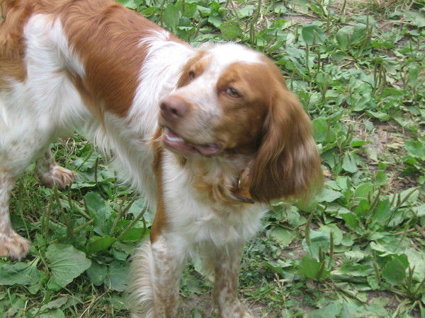 Рей Спаниель