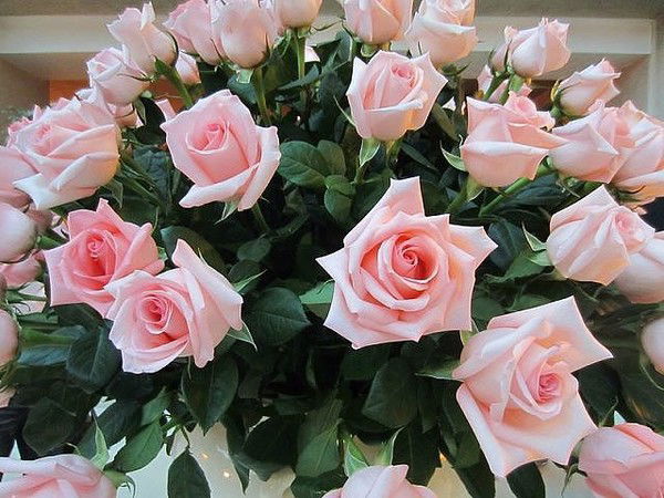 Кандакова Анна