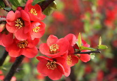 Светлана Шепелева (Войтович)