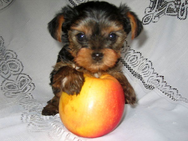 Сергей Мартин