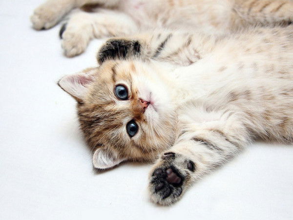 Александр Вальков