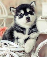 Людмила Гринченко