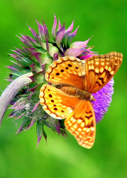 Лариса Кондратюк