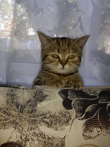 Елена Пулатова