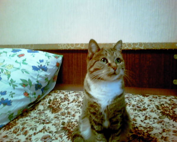 Владимир Кот