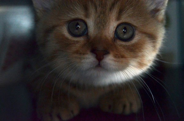 Наталья Поспелова