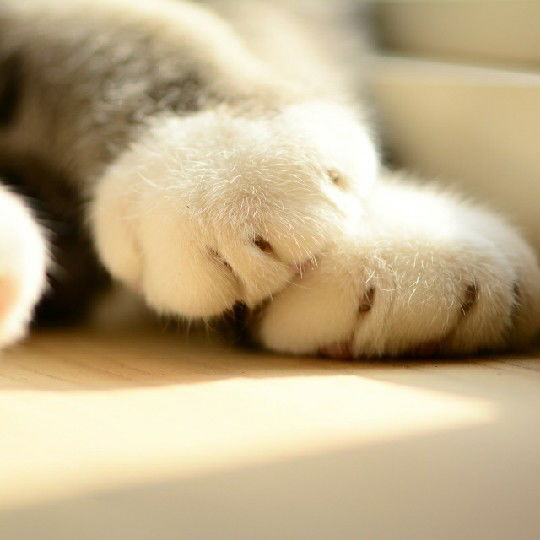 Акжик Акжик