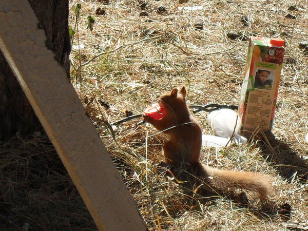 Дмитрий Авдеев
