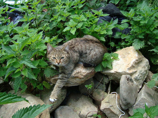 Макс Максимов